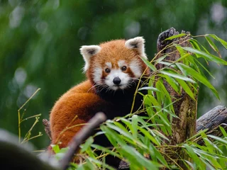 Foto op Plexiglas Close-up shot of a red panda on a tree branch © Mohamed Elmeftahy/Wirestock Creators