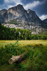 Vertical shot of trees with a background of rough mountains in Yosemite Valley
