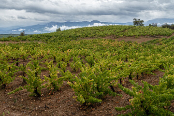 Fototapeta na wymiar Vineyards in the region of El Bierzo, León, Spain. French Way of Saint James.