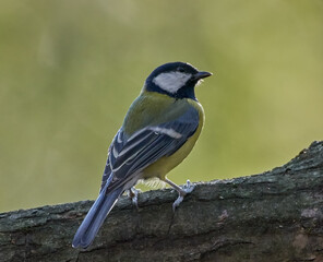 A tit sits on a tree in the evening
