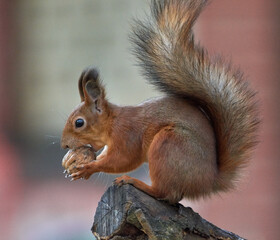 Naklejka na ściany i meble Squirrel sits on a tree with a nut