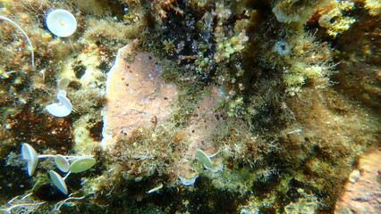 Naklejka na ściany i meble Encrusting coralline algae (Lithophyllum incrustans) and orange-red boring sponge (Cliona carteri) undersea, Aegean Sea, Greece, Halkidiki