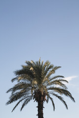 Fototapeta na wymiar Palma on the background of the blue sky