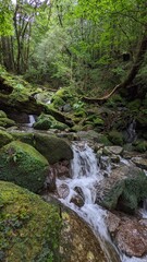 river in the forest