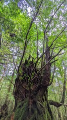 Fototapeta premium tree in the woods