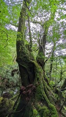 Fototapeta premium tree in the woods
