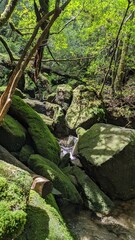 waterfall in the forest