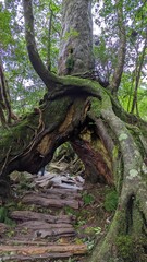 tree in the forest