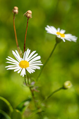The common daisy (Bellis perennis) blooming in the field. Spring time.