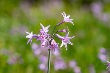 Tulbaghia Violacea, society garlic, pink agapanthus.