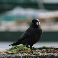 Close up photograph of a Jackdaw on the Welsh coast