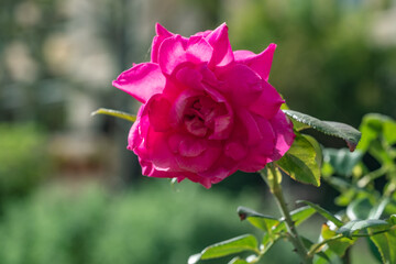 Macro photography of a rose on a green background in a garden.