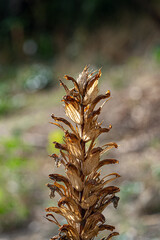 Pedicularis (Pedicularis verticillata) plant with dried flowers
