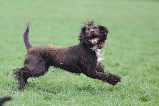 Cute wet funny Boykin Spaniel dog running on the grass