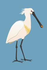 Print
A vector illustration of a Eurasian spoonbill or common spoonbill. The bird is standing and you see the bird from his side. He is looking to the right. Cut out on a blue background.
