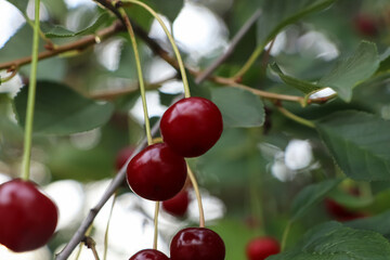 Closeup view of cherry tree with ripe red berries outdoors