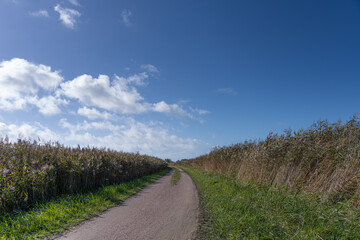 Weg durch ein Feld im Herbst
