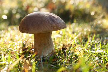Fresh wild mushroom growing outdoors, closeup. Space for text