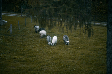 Group of young sheep eating grass at a farm