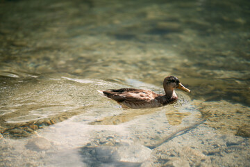 Duck at the lake. Wild duck swimming in the lake in the mountains. Animal at the Morskie Oko lake in Poland, Europe.