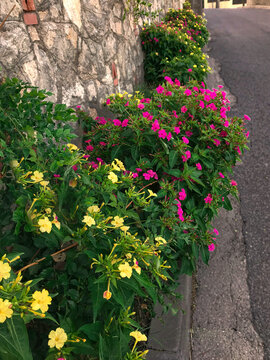 Mirabilis jalapa.Marvel of Peru, Four o'clock flower. Dondiego de noche. Dompedros. Periquito. Dengue. Maravilla del Per&uacute;. Clavellina