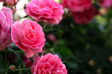 Closeup view of beautiful blooming rose bush outdoors on summer day. Space for text