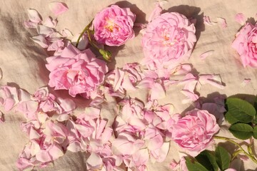 Beautiful tea roses and petals on beige fabric, flat lay
