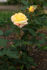 Beautiful blooming yellow rose growing in garden