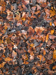 Dry autumn leaves on the forest ground. Autumn Background. Fall Background
