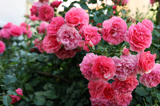 Closeup view of beautiful blooming rose bush outdoors on summer day