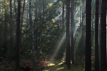 Obraz premium Majestic view of forest with sunbeams shining through trees in morning