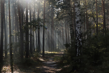 Fototapeta premium Majestic view of forest with sunbeams shining through trees in morning