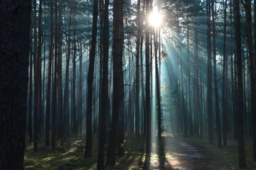 Majestic view of forest with sunbeams shining through trees in morning