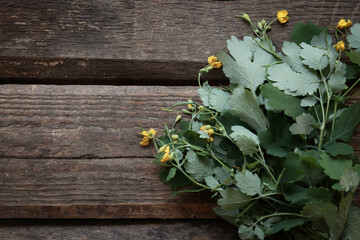 Bunch of beautiful celandine on wooden table, top view. Space for text