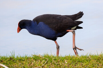 Marsh hen (porphyrio porphyrio) at the edge of a small lake, Mildura region, Australia