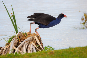 Marsh hen (porphyrio porphyrio) at the edge of a small lake, Mildura region, Australia