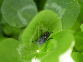 A fly on a green clover leaf in a flower bed in a city park. A harmful insect basks in the sun on a sunny spring day.