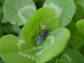 A fly on a green clover leaf in a flower bed in a city park. A harmful insect basks in the sun on a sunny spring day.