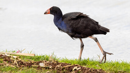 Marsh hen (porphyrio porphyrio) at the edge of a small lake, Mildura region, Australia