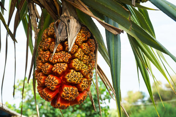 Screw Pine, Pandanus tectorius, Pandanus odoratissimus, pandan pantai, tree with fruits in tropical forest that grows around the beach