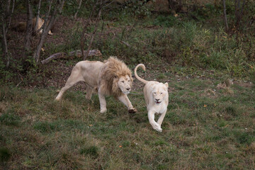 White lion running after a lioness  in nature park (Panthera leo krugeri)