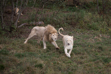 Obraz premium White lion running after a lioness in nature park (Panthera leo krugeri)