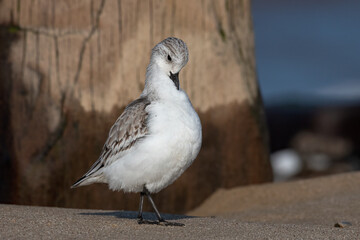 Sanderling, Calidris alba, adult non breeding winter plumage 