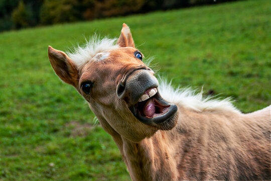 Uriage les Bains France 11/2021 Cheval qui &eacute;ternue la bouche ouverte, photo humoristique.