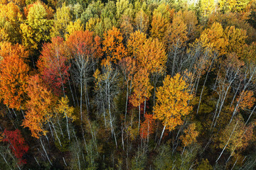 Aerial view of the colorful autumn forest