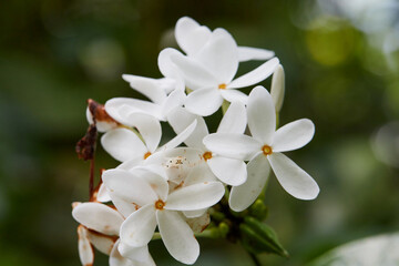 Close-up view of  white Ixora Cibdela Craib flower blooming in the forest