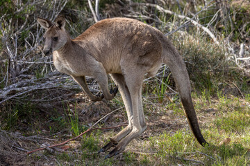 Naklejka na ściany i meble Portrait of a kangaroo at the edge of a forest near Jervis bay, Australia