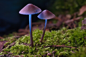 two filigree small mushrooms on moss with light spot in forest. Forest floor