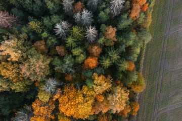 Fototapeta premium Aerial view of the colorful autumn forest