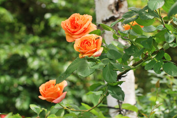 orange roses  in garden